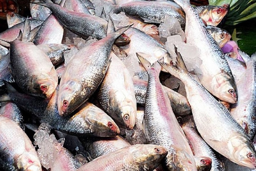 Hilsa production increases 6,000 mts