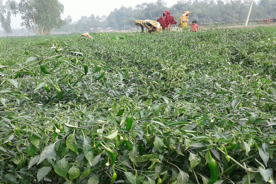 Rangpur growers attain  financial solvency from chilli cultivation