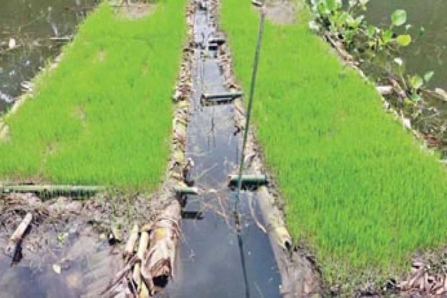 A floating seedbed in Sirajganj. The photo was taken on Saturday. — FE Photo