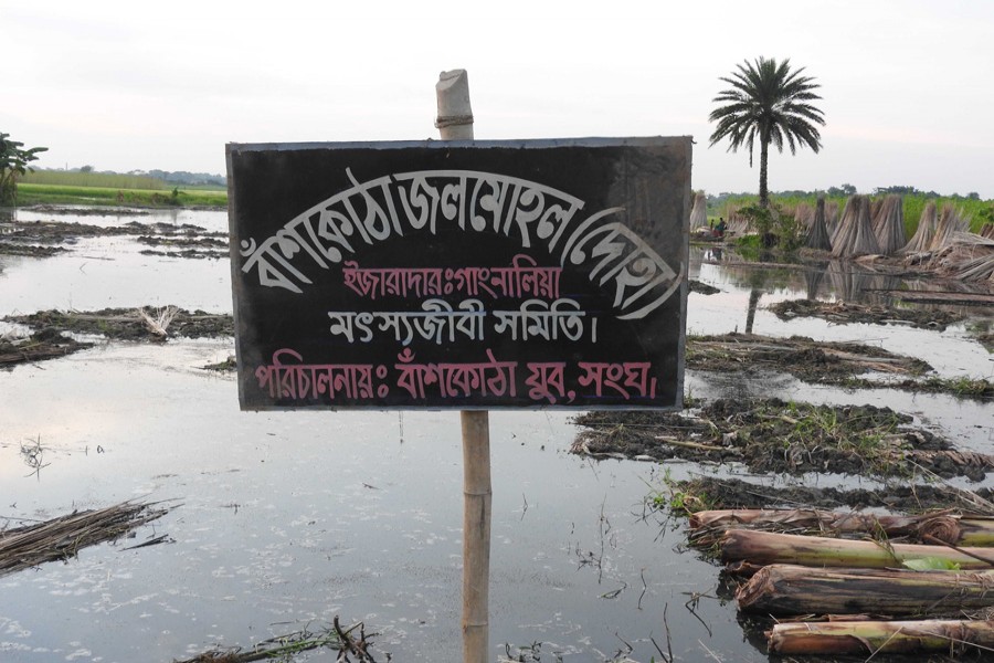 Fishermen of Bashkutha under Magura Sadar opened up their water body to jute growers. The photo was taken on Sunday. 	— FE Photo