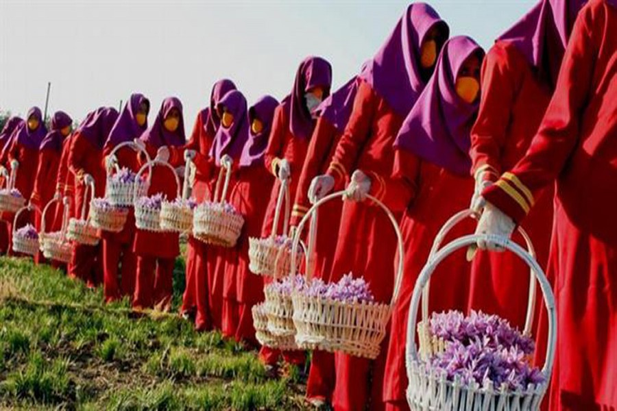 Saffron pickers are seen with baskets full of crocus blooms in a farm in Iran.