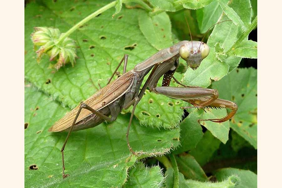 Beneficial insects to protect ecological balance