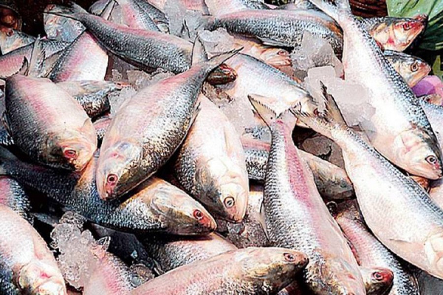 22-day Hilsa ban begins: Bangladesh contributes 65pc of total global output