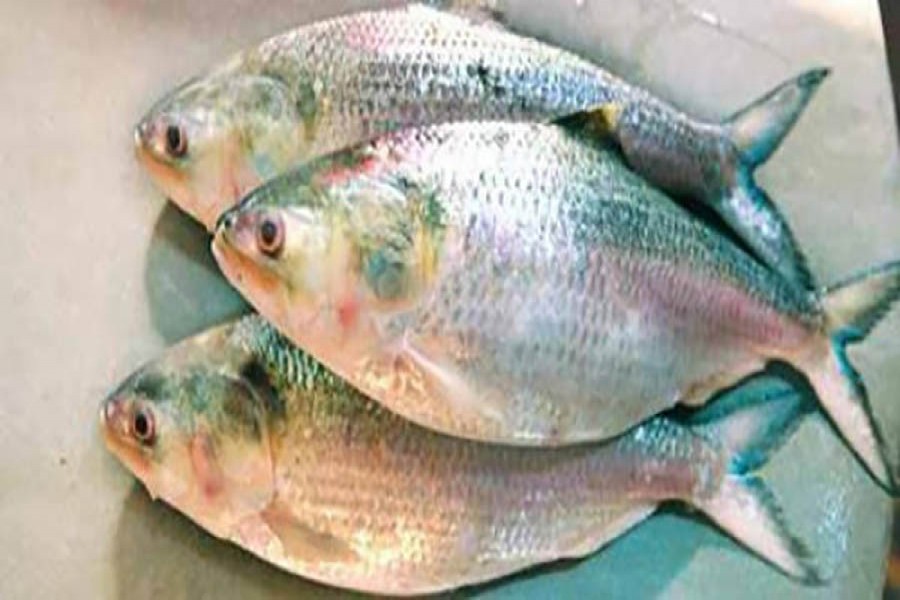 Mobile court fines fishermen in Bhola for catching hilsa