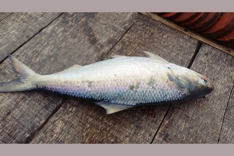 Allowing hilsa to spawn safely   