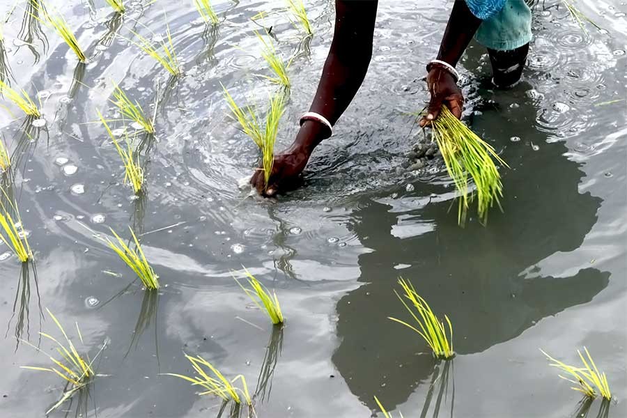 President for developing stress tolerant crops