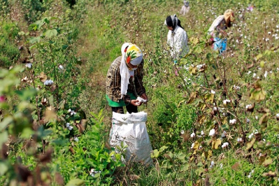 Workers harvest cotton in a field on the outskirts of Ahmedabad, India, Oct 24, 2016. Reuters