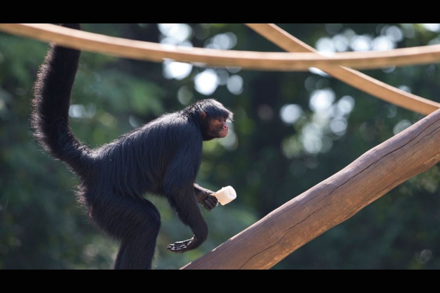 A spider monkey scales a piece of wood while holding a Popsicle at a zoo in this file photo from Jan. 13, 2015. (AP photo)