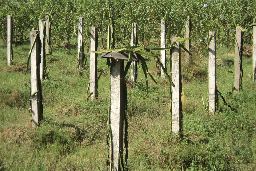 Bogra farmers start dragon fruit production with support from  local agriculture offices