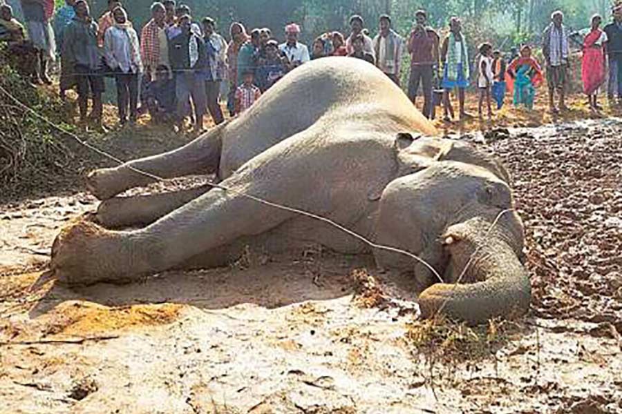 Human-elephant conflicts leave 227 dead in 13yrs