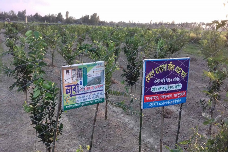 A view of a malta orchard in Samontaher village under Khetlal upazila of Joypurhat.  	— FE Photo