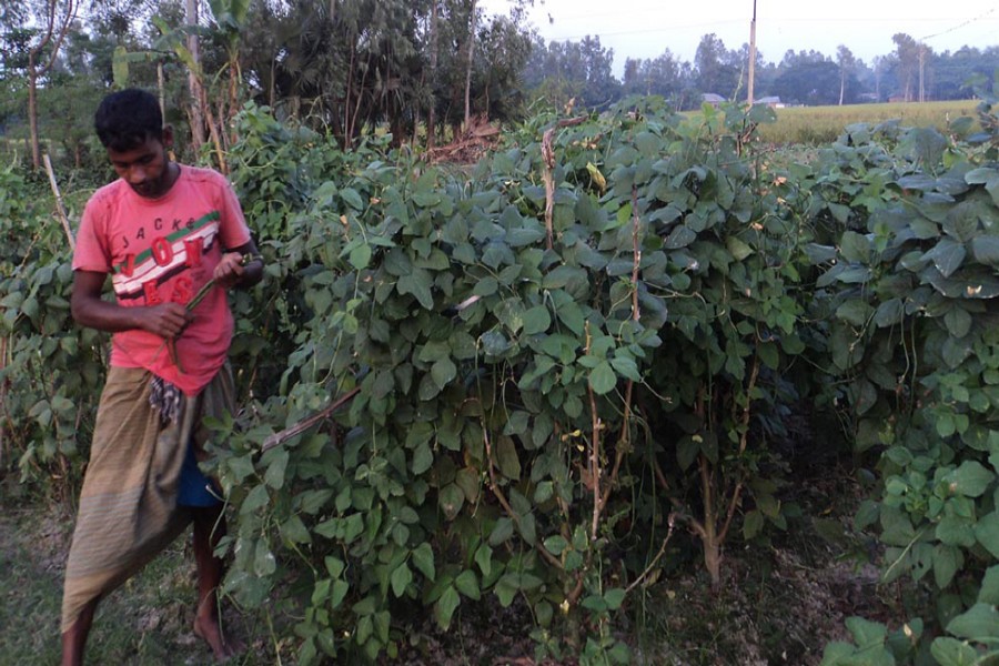 A peasant harvests snake beans from his land for sale in the local market on Sunday.	— FE Photo