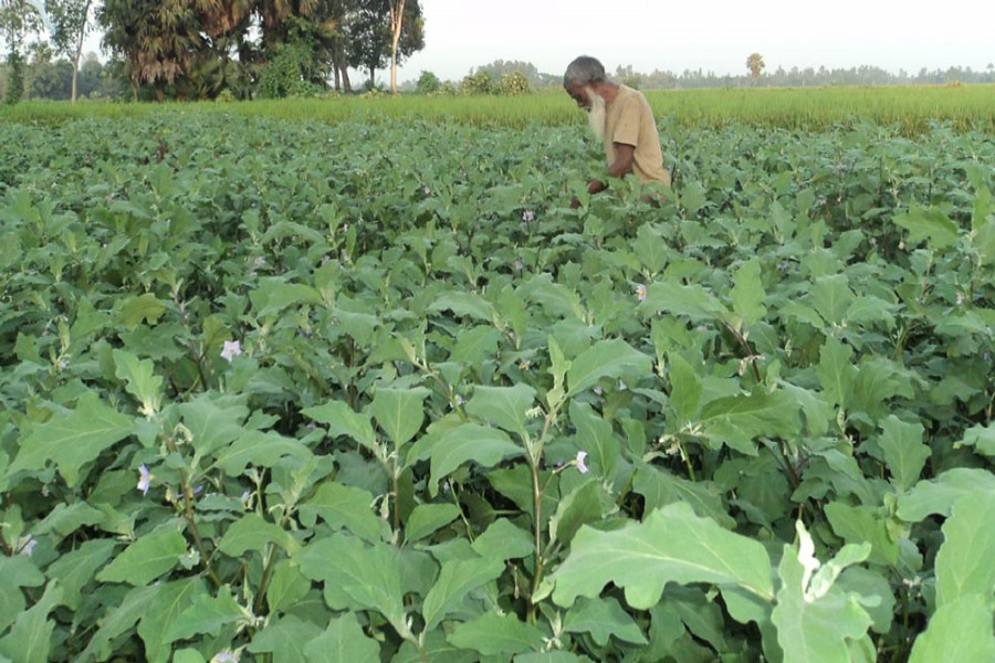 A farmer takes care of his BT brinjal field in Gabtoli upazila of Bogra on Wednesday. 	— FE Photo