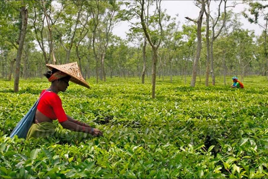 BD earned TK 360m by exporting tea