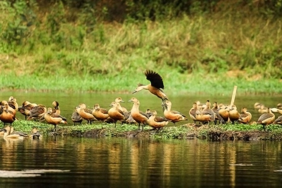 Jahangirnagar Univ: A safe haven for guest birds