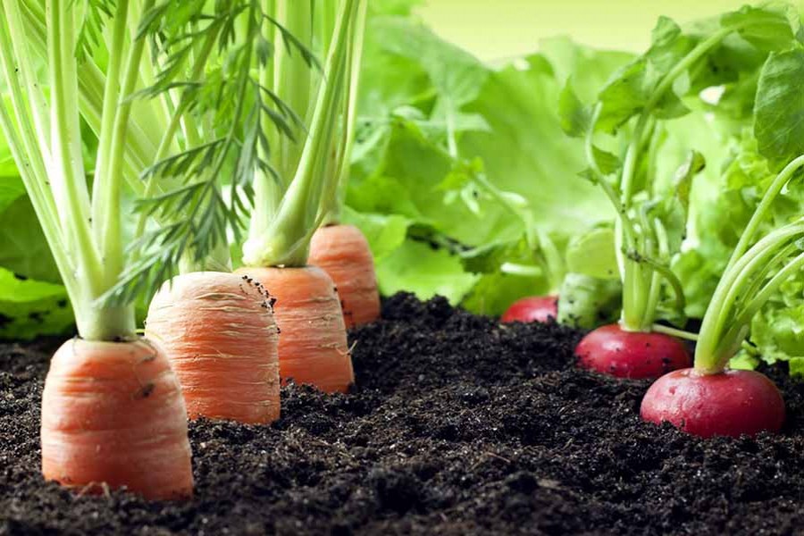 ‘Focus on organic farming for safe food’