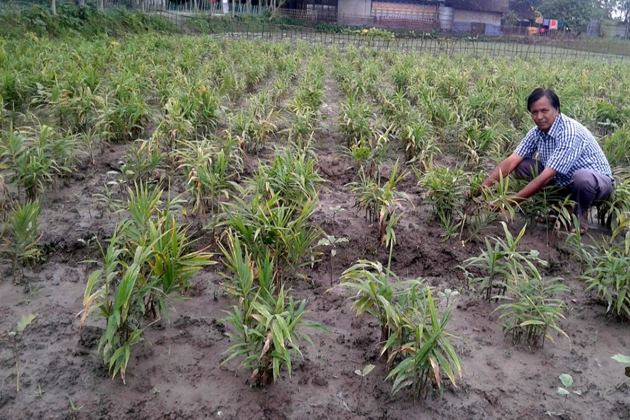 A farmer takes care of his ginger field in Basuniapara village of Charakhola union under Nilphamari Sadar on Tuesday. 	— FE Photo