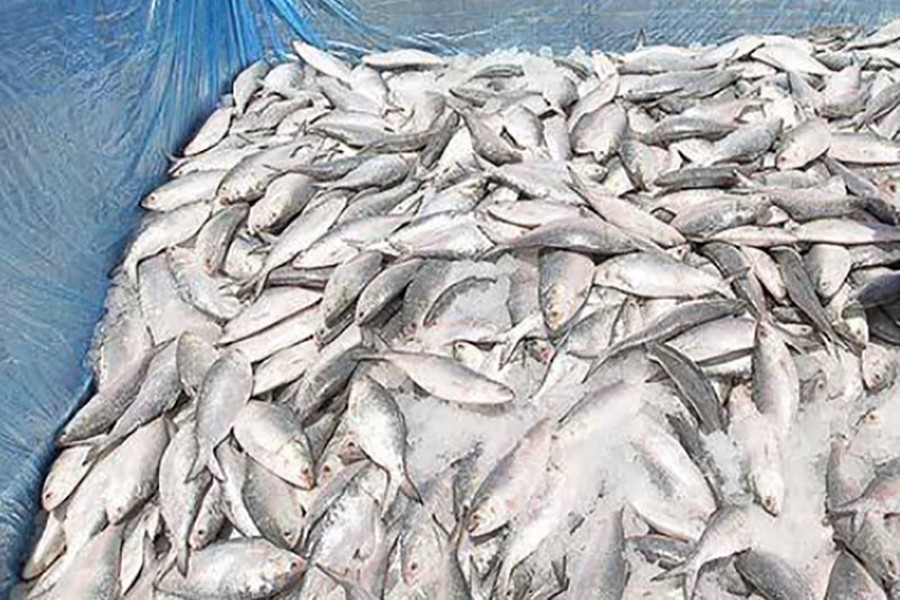 Law enforcers seize 10 mounds of Hilsa fry