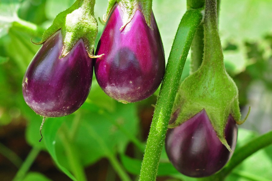 Atgharia brinjal growers get fair prices