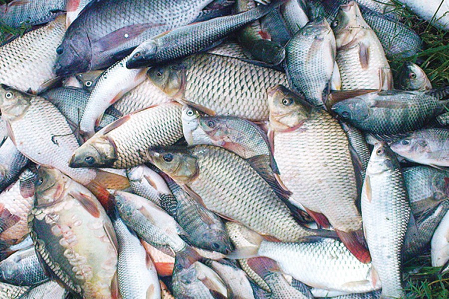 Fish prices go up in city