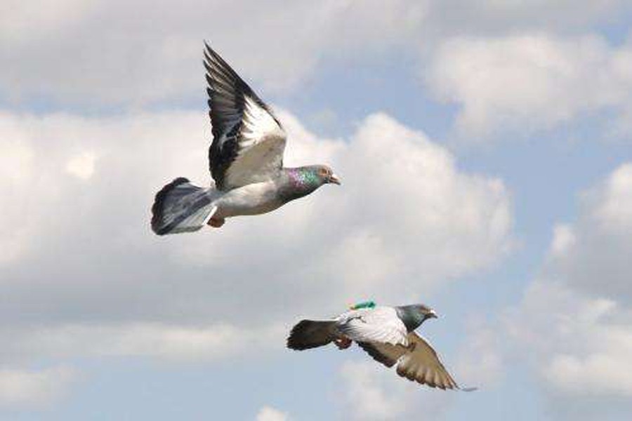 Pigeons can discriminate space, time: Study