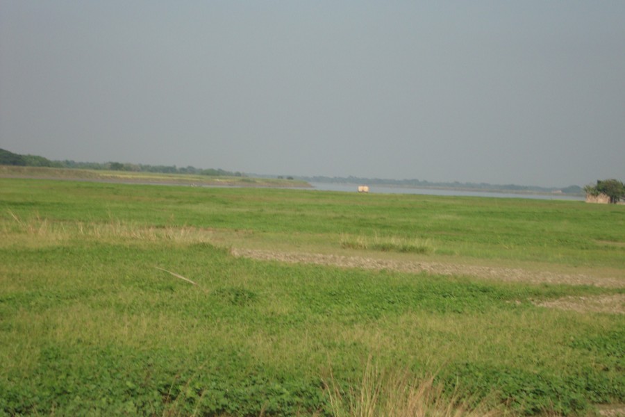 A partial view of a mung bean field in Chardalaitala village of Jalalabad union under Gopalganj Sadar. The photo was taken on Sunday.	  — FE Photo