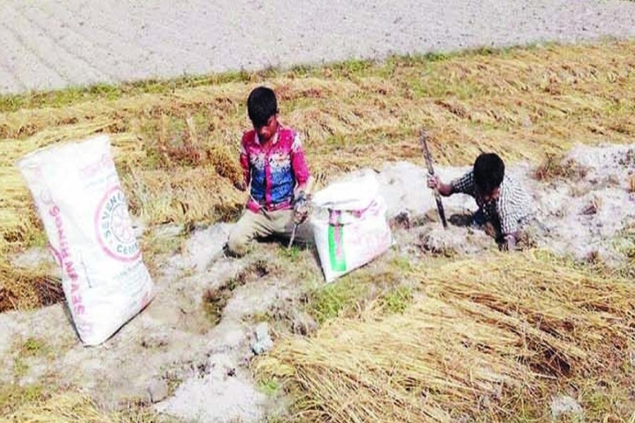 Boys collect paddy from rat holes in Char Nazirdaho village under Kawnia upazila in Rangpur on Sunday. 	— FE Photo