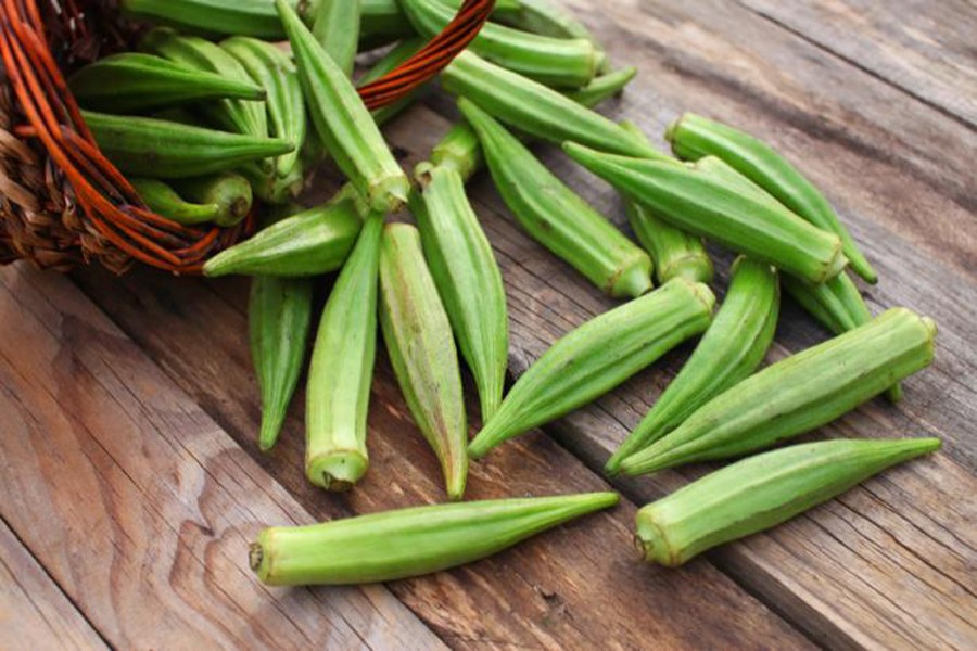 Plentiful production of okra delights Ishwardi growers