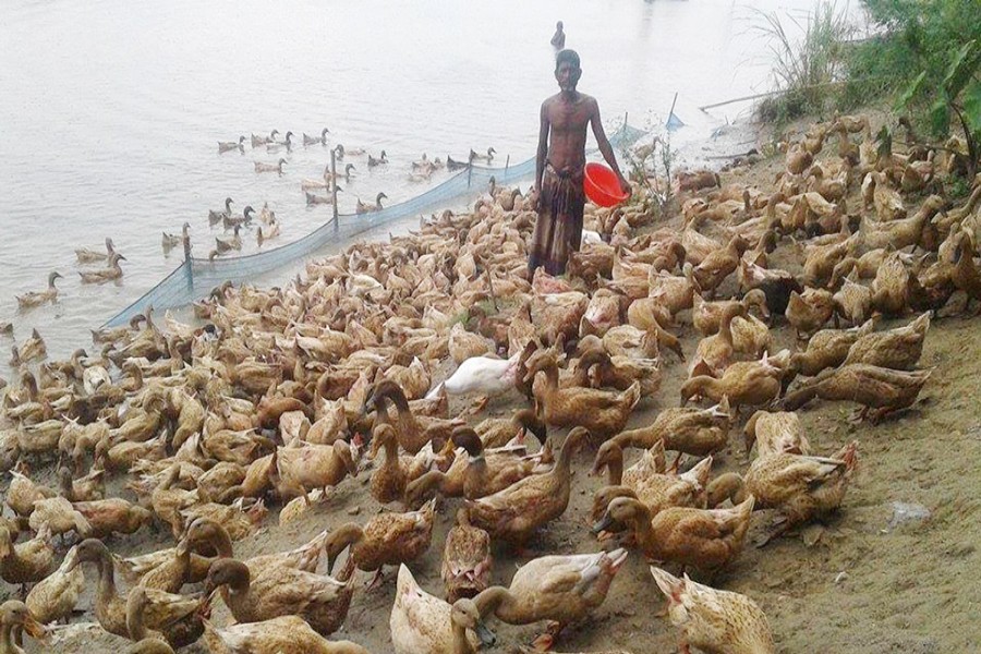 A farmer is feeding duck at his farm under Kazipur upazila of Sirajganj on Monday. 	— FE Photo