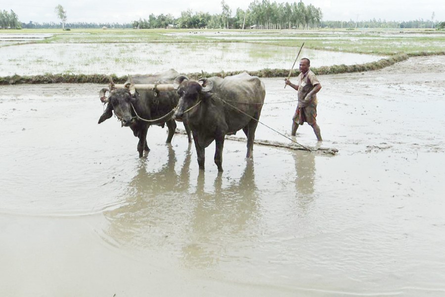 A farmer prepares a Boro seedbed in Jhakor village under Adamdighi upazila of Bogra on Tuesday.   	— FE Photo