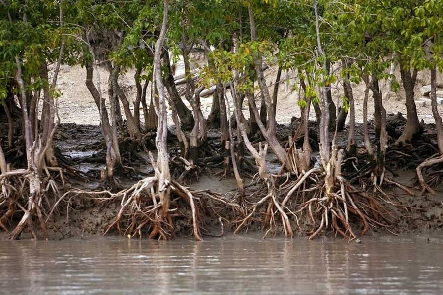 Survey underway to asses dev impact in Sundarbans