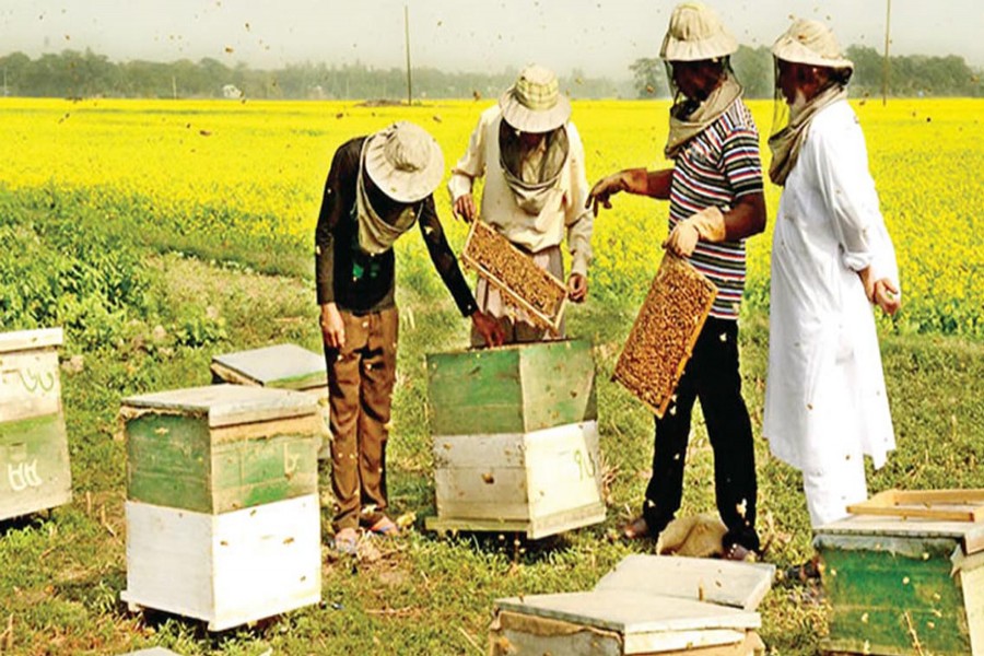 Beekeepers collect honey from beehive boxes near a mustard field in Chalan Beel area of Pabna. The photo was taken on Tuesday. 	— FE Photo