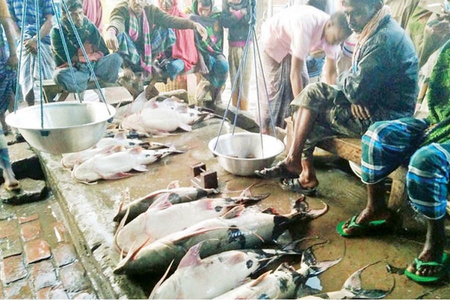 Baghair is being netted in plenty in Bogra's Dhunat upazila part of the Jamuna River every day: Photo: FE