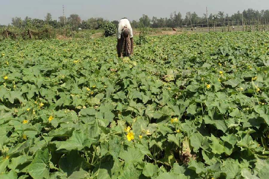 An aged farmer is plucking Kheera from his land in Joypurhat's Panchbibi upazila. (FE photo)