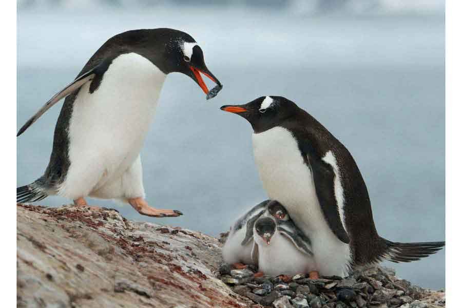 Penguins date back 14,600 years: Study