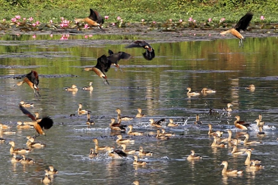 Migratory birds seen at Jahangirnagar University campus. (File Photo)