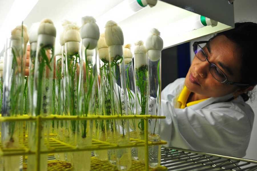 Bangladesh releases its first biotech rice