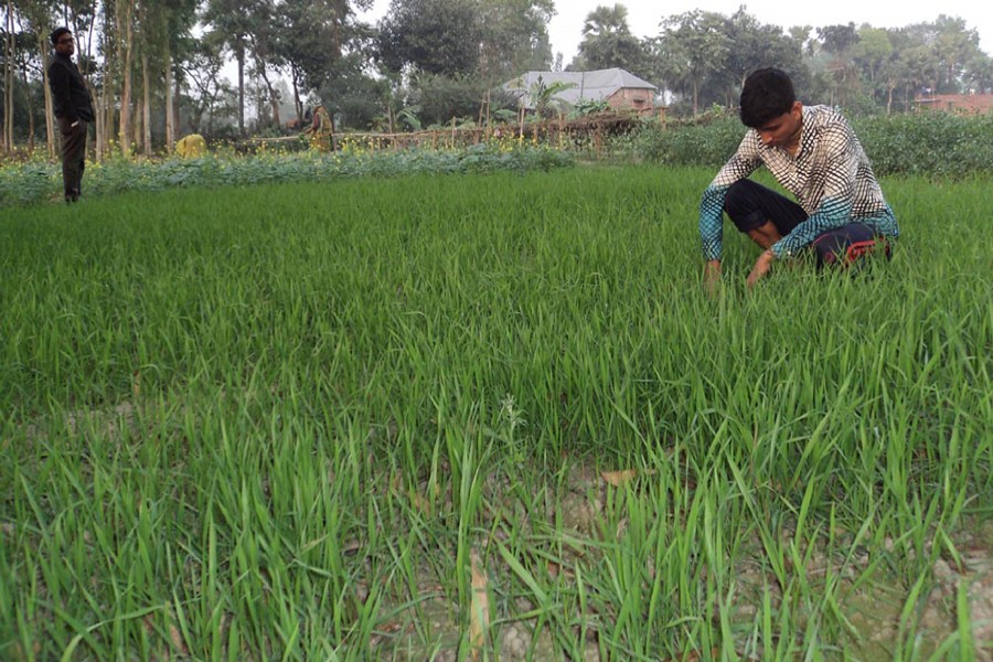 Cultivators eye good wheat  yield in Joypurhat