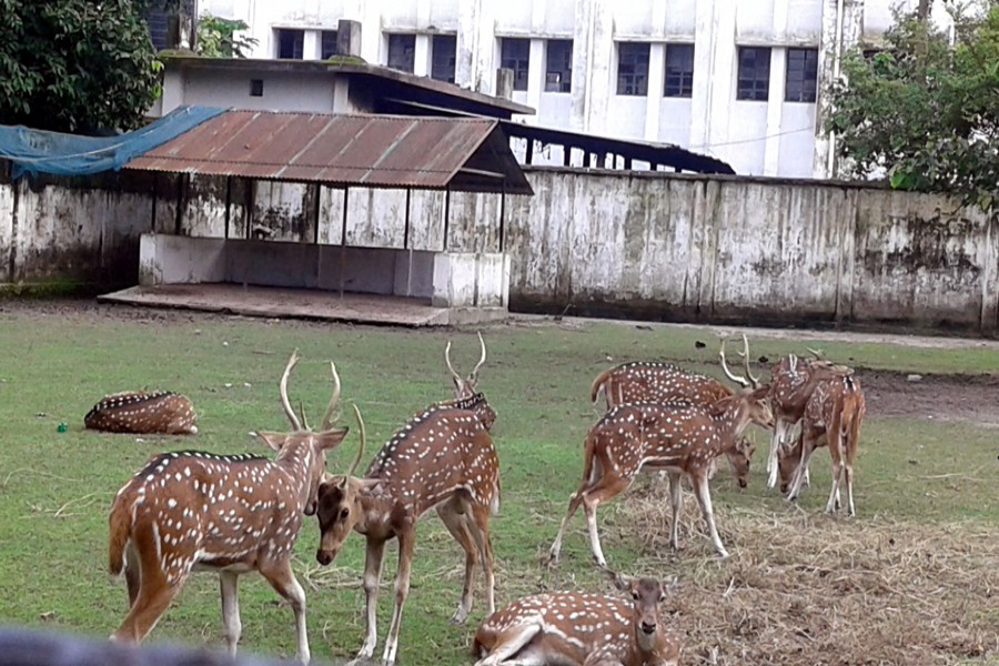 RANGPUR: A partial view of Rangpur zoo. The photo was taken on Thursday.	— FE photo