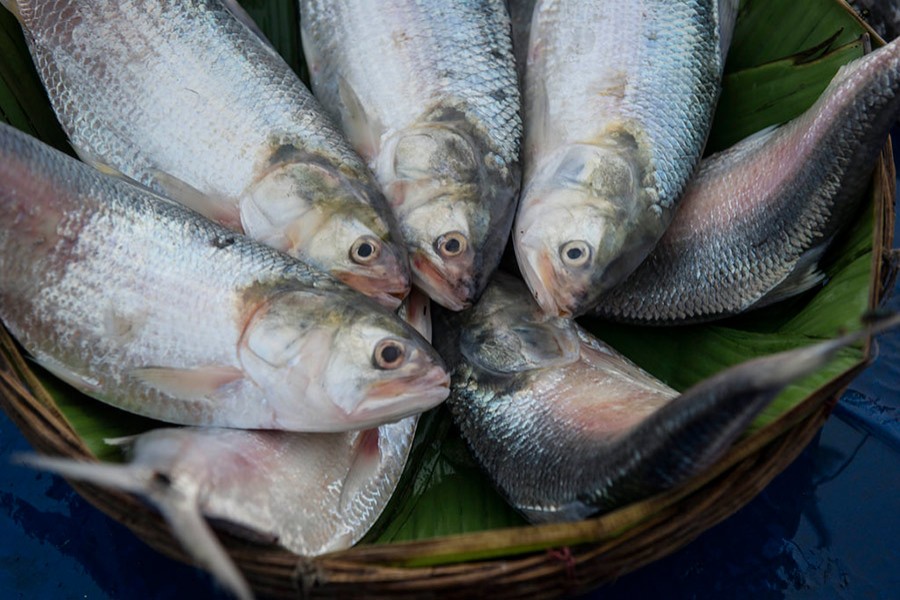 The government bans the export of hilsa fish on August 1, 2012. File photo used for representation.