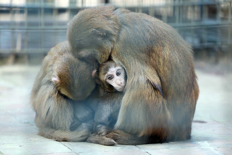 Parent monkeys shielding their child from the shivering cold. The picture was taken from the Dhaka Zoo on Monday.  -FE photo by Shafiqul Alam