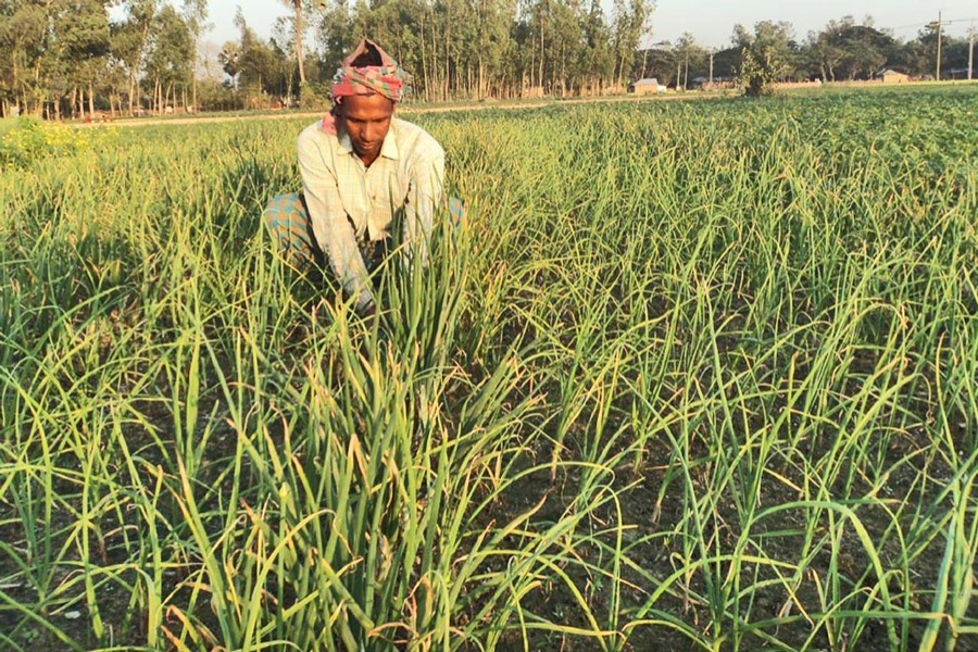 245 hectares of land come under garlic production in Joypurhat