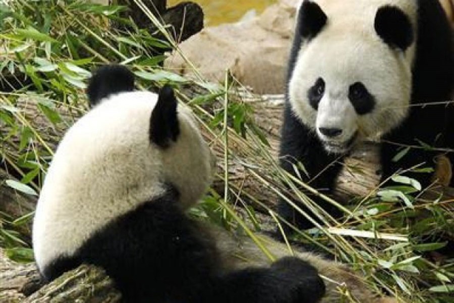 Two pandas are seen in this photo used for representational purpose only. Reuters