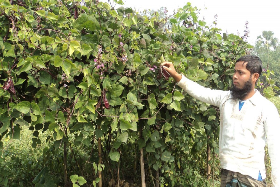 A bean cultivator collects his produce from a field in Shingra upazila of Natore to sell in the local market. The photo was taken on Wednesday. 	— FE Photo