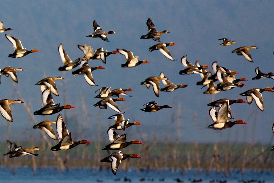 A file photo of Tanguar Haor in Sunamganj.