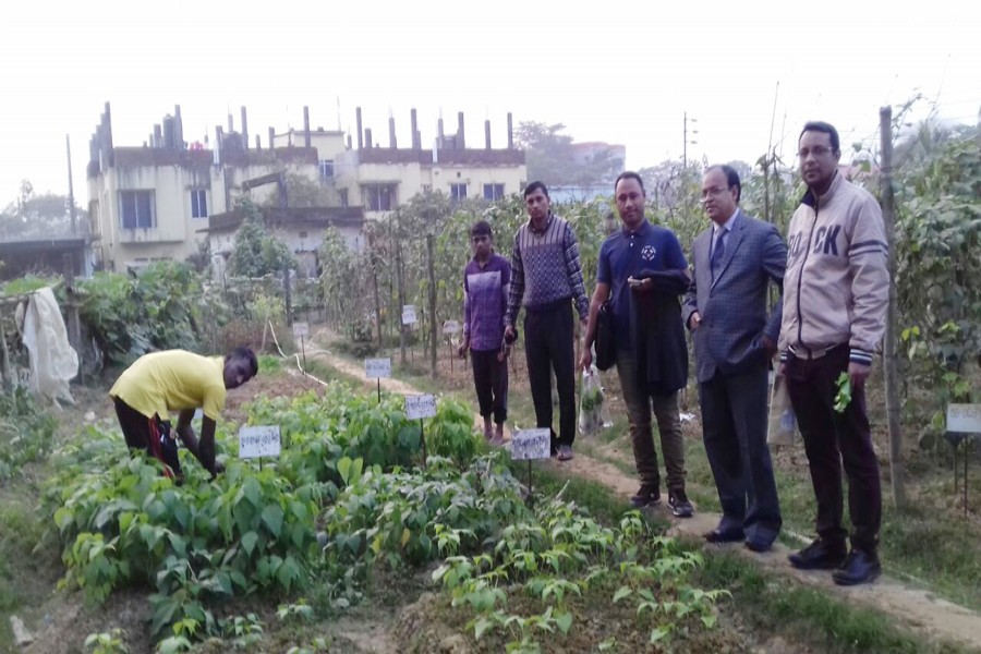 A farmhand takes care of a demonstration plot of high yielding varieties of winter vegetables on the premises of the Sylhet Agricultural University on Thursday. 	—  FE Photo