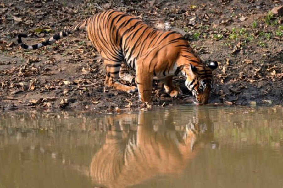 Bangladesh, India join hands for Bengal Tiger survey