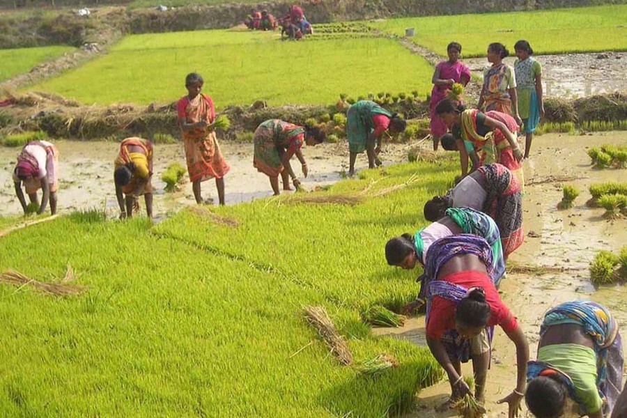 Farmers work on a Boro seedbed in Mohadevpur upazila under Naogaon on Saturday. 	— FE Photo