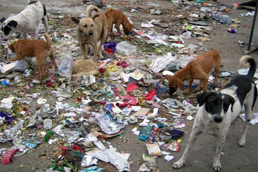 Dogs dominate Dhaka streets