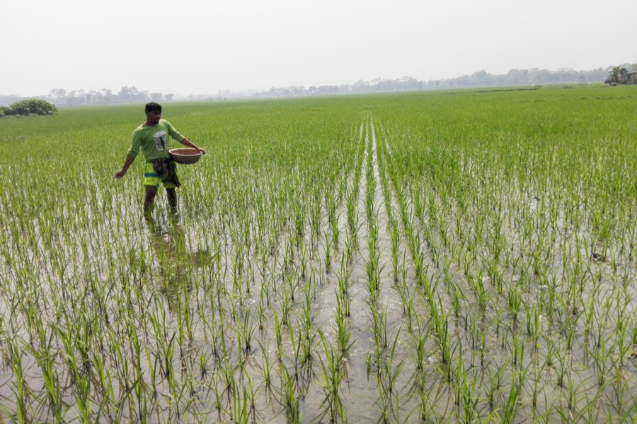 A farmer sprinkles fertiliser on his Boro field in Raghunathpur village under Gopalganj Sadar on Tuesday.   	— FE Photo